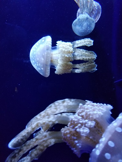 クラゲの写真