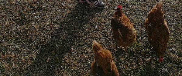 妻の実家で飼われている鶏たち