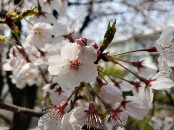 GalaxyS9のF値1.5で撮影した桜