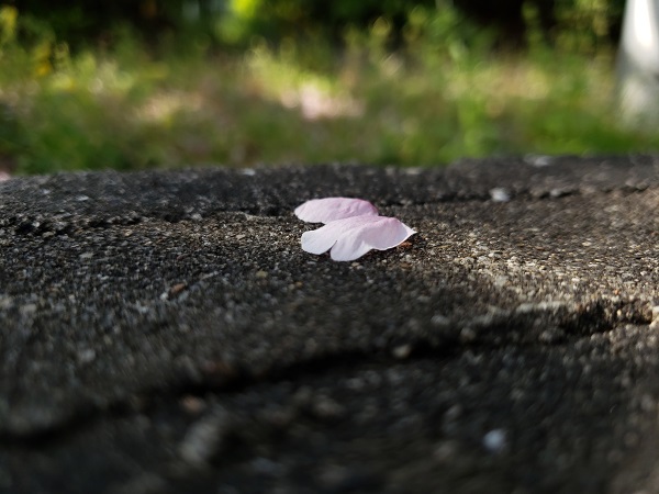 桜の花びら