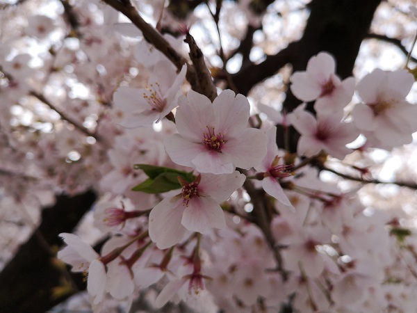 Huawei P20無印で撮った桜の作例