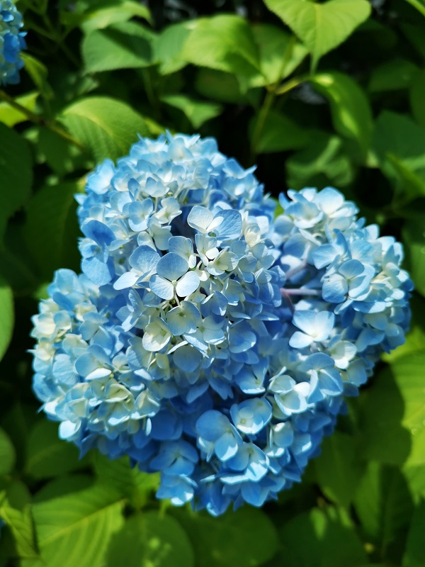 紫陽花2