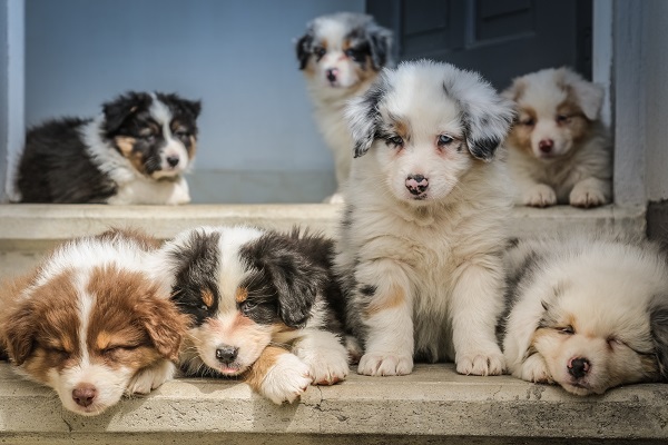 00年以降のダウの犬投資法がけっこう凄い 子犬かpppをしたい