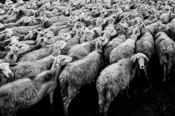 羊の群れ（ドナドナ）