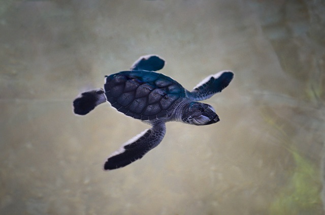 ウミガメ（海亀）が泳いでいる画像