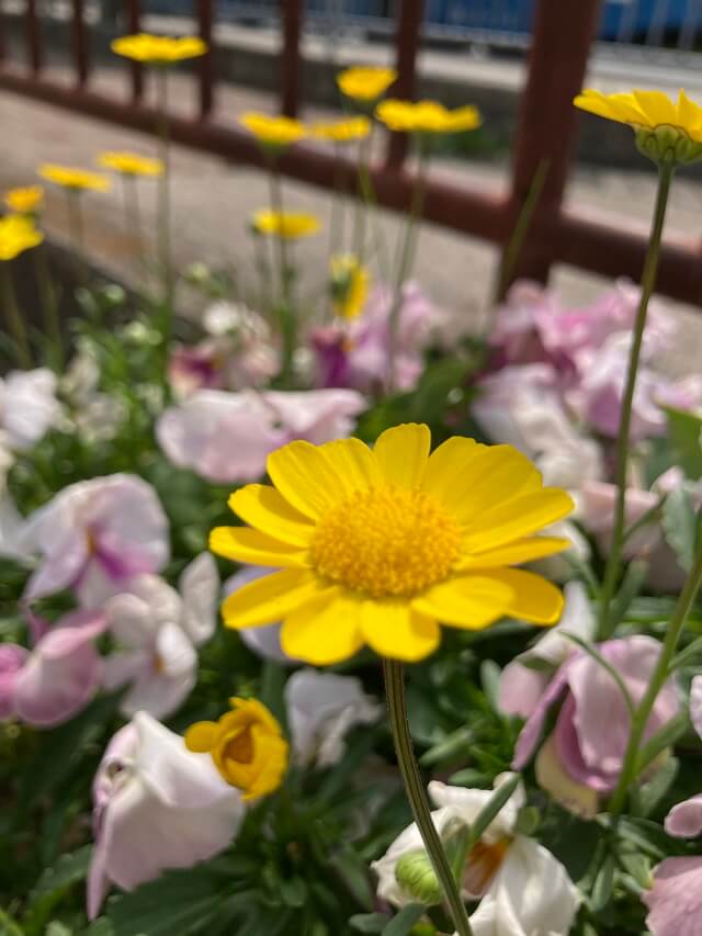 iPhoneSE2写真作例1
