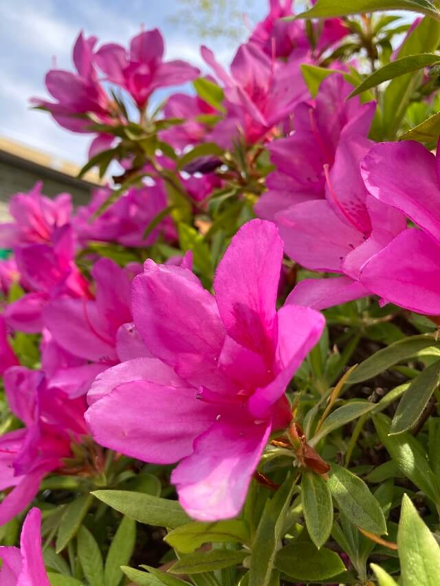 iPhoneSE2写真作例2
